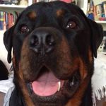 Eva Stern - @dogs.love.training - Instagram
