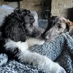 Ava&Walter&Dax - @avapei_daxpoodle_walterlurcher - Instagram