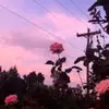 ava. - @felt.twitter.quotes - TikTok