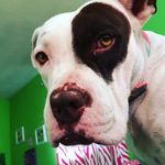 🐶Ava🐶 - @ava.weeks - Instagram