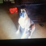 Ava Whipple - @fry_lover_101 - Instagram
