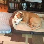Ava Nicole Whittaker - @ava_puppies_40 - Instagram