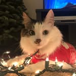 Ava Willoughby Pham - @avawilloughbypham - Instagram
