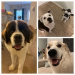 🐾 Lincoln, Ava and Winston 🐾 - @onesaint_twosinners - Instagram