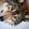 Ava wolf - @wolfiehorss - TikTok