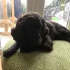 Ava wolf - @wolf.lover_4ever - TikTok