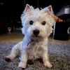 bonnie 🦴 - @avawoolley1 - TikTok