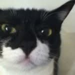 Ava Wren - @cookie_the_cat_987 - Instagram