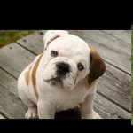 Ava Yarbrough - @ava_loves_puppys18 - Instagram