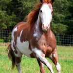 Ava yoder - @horses_for_life123_ava - Instagram