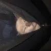 🐨 - @avayuu - TikTok