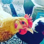 Ava Ziegler - @avas_animals_ - Instagram