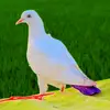 Avais Khan - @avaiskhan01.i - TikTok