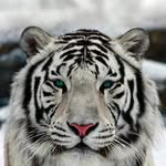 Avdo Avdic - @avdo967 - Instagram