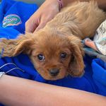 Avery Boyce - @avery_bcavalier - Instagram