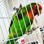 Avery Castro - @averytheparrot - Instagram