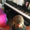 averychristensen - @avanimals - TikTok