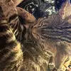 Queen kitten - @averycruz266 - TikTok