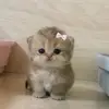 KittenRants - @avery.currie5 - TikTok