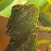 Avery dale - @reptiledisfunction11 - TikTok