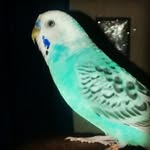Avery & Darby - @darby.crash.birbz - Instagram