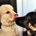 Avery 🐶 Dempsey 🐶 - @avery_and_dempsey - Instagram