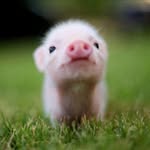 Avery Doiron - @piggypants04 - Instagram