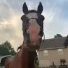 dukie boy 🐎 - @duke.avery - TikTok