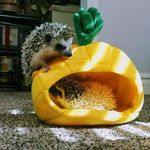 Avery Ellsworth - @hedgies4ever - Instagram