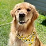 Avery Dog - @avery_ewing_ - Instagram