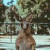 KoNa Avery Luciana Fawn - Facebook