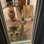 Avery & Finley - @lovecats_avery_finley - Instagram
