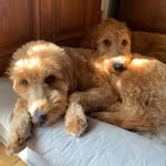 Parker & Avery Fitch 🐾 - @little_man_parker - Instagram