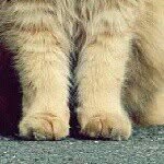 Avery Friend - @kitty_soft_paw_number_1 - Instagram