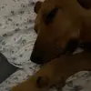 shannikin lorks - @averygoodfellow - TikTok