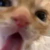 avery gorman - @avery.gorman - TikTok