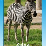 Avery Halloran - @zebragirl1010 - Instagram
