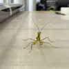 Avery - @avery.hanlon - TikTok