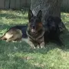 averyhendrix10 - @avery_hendrixdogs - TikTok