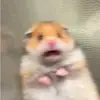averyhensley13 - @yourlocalrodents - TikTok
