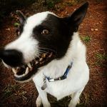 Avery Hildebrand - @adogwindsor - Instagram