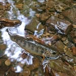 Avery Hodges - @overmountain_angler - Instagram