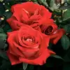 averyhodges246 - @averyhodges246 - TikTok