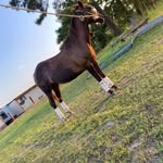 Avery Houston - @exito_de_taquilla - Instagram
