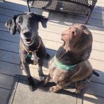 Avery&Hoyt&Senko - @avery_hoyt_adventures - Instagram