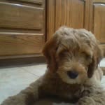 Jolly! - @a.very.jolly.labradoodle - Instagram