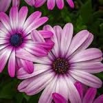 avery Knudson - @averyknudson2003 - Instagram