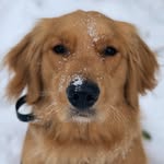 Avery & Leah - @averytotherescue - Instagram