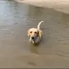 averylentz07 - @goosespamss - TikTok