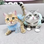 AveryLuckyCat🐈 - @averyluckysingsing - Instagram